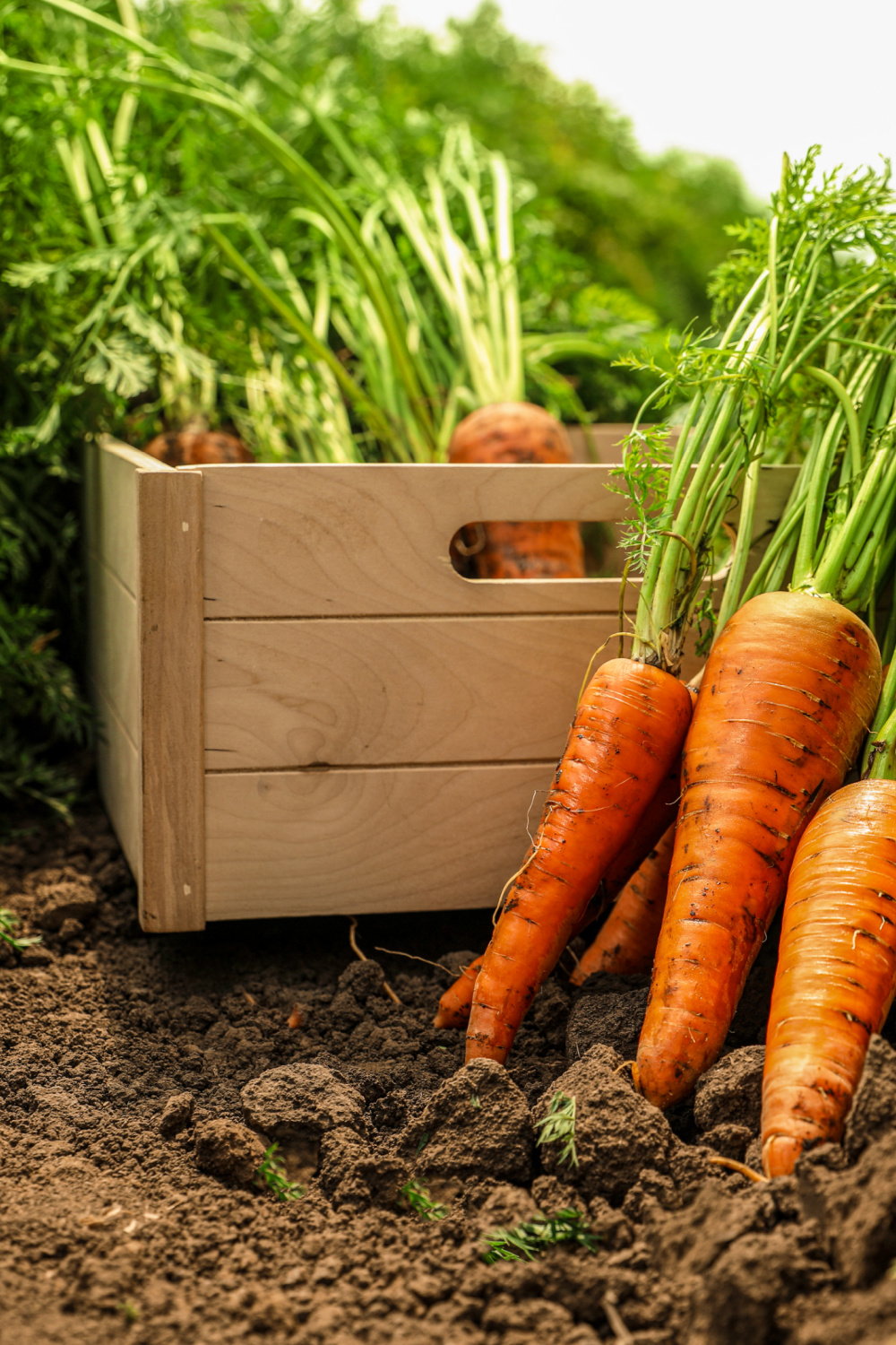carrots taken out of the ground with a wood crate with carrots next to it