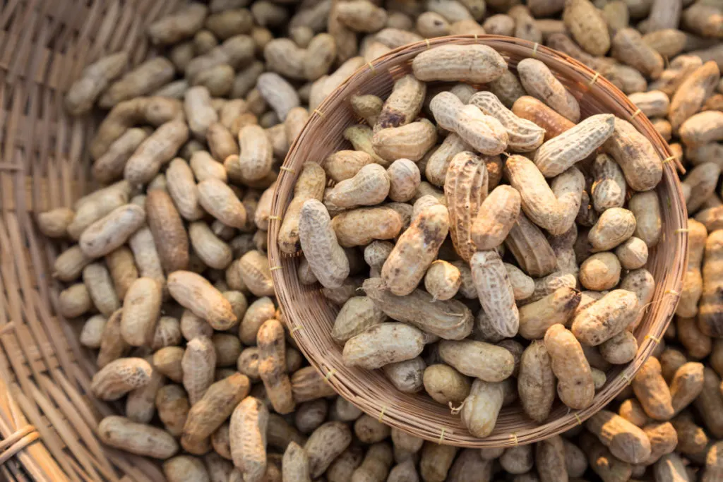 Harvested peanuts in baskets